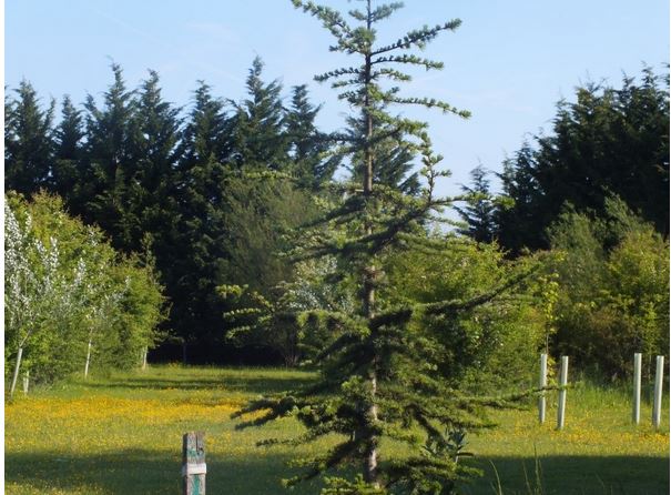 a view of a garden laid to lawn with newly planted trees to the right, still in tree guards, and a pine in the foregraound. The grass has yellow buttercups growing in its midst.